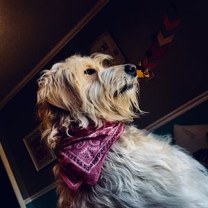 Meet your Posher, Isabella